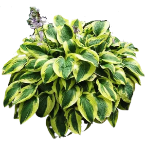 Хоста Брим Кап ø15 h40 см 84832078 STLM-2208770