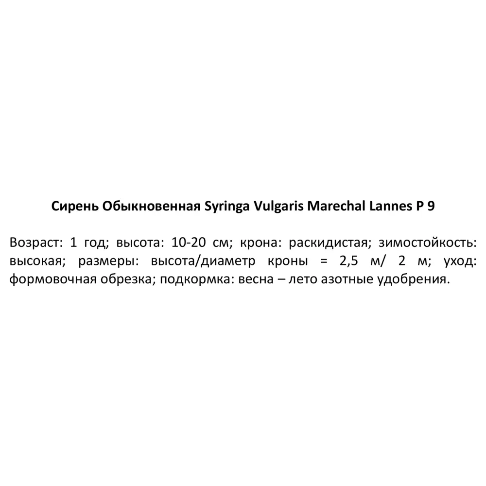 Сирень Маршал Ланн ø9 h15 см 84828992 STLM-2126267 PLANTMARKET  - Вид №2