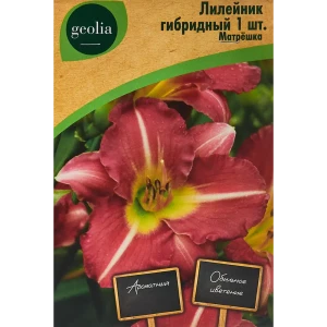 Лилейник Geolia гибридный Матрешка 86408702 STLM-2057190