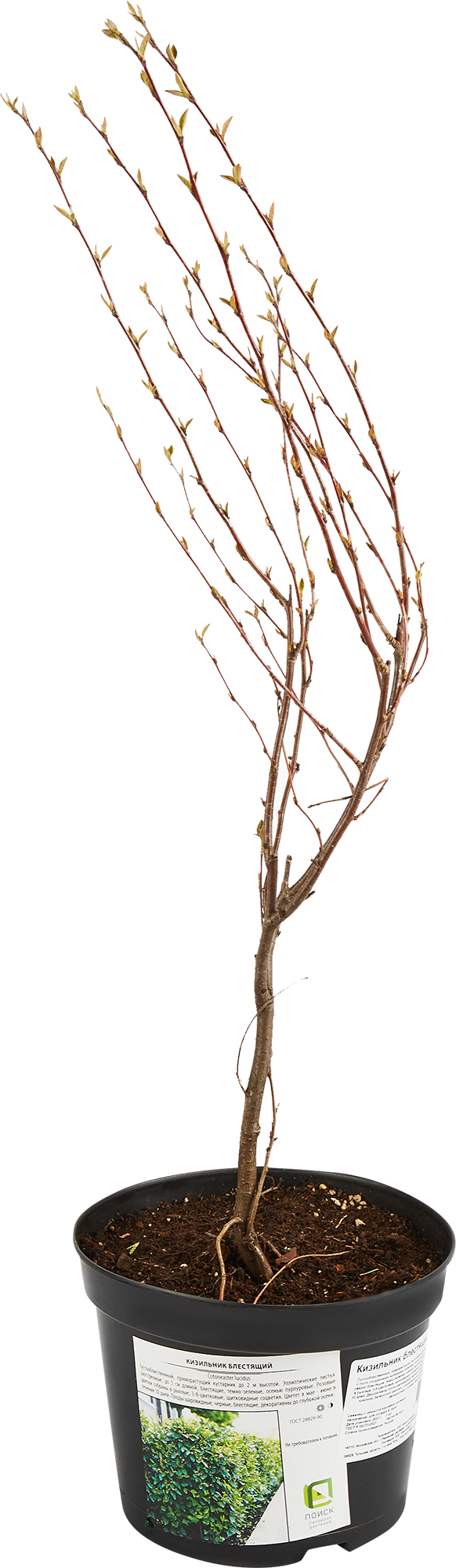 Кизильник блестящий Santreyd - декоративный кустарник с сезонной сменой окраски 85324895 STLM-0061499 - Вид №2