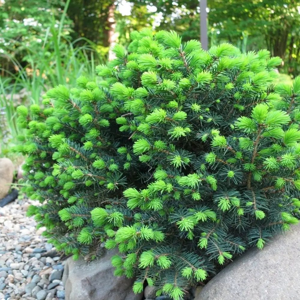 Santreyd Ель сербская Карел - компактное хвойное украшение сада 87718626 STLM-0953667 - Вид №3