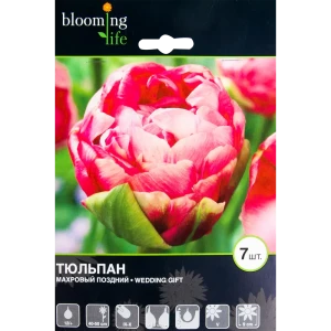 Тюльпан Веддинг Гифт 12/+, 7 шт 17977512 STLM-2077747