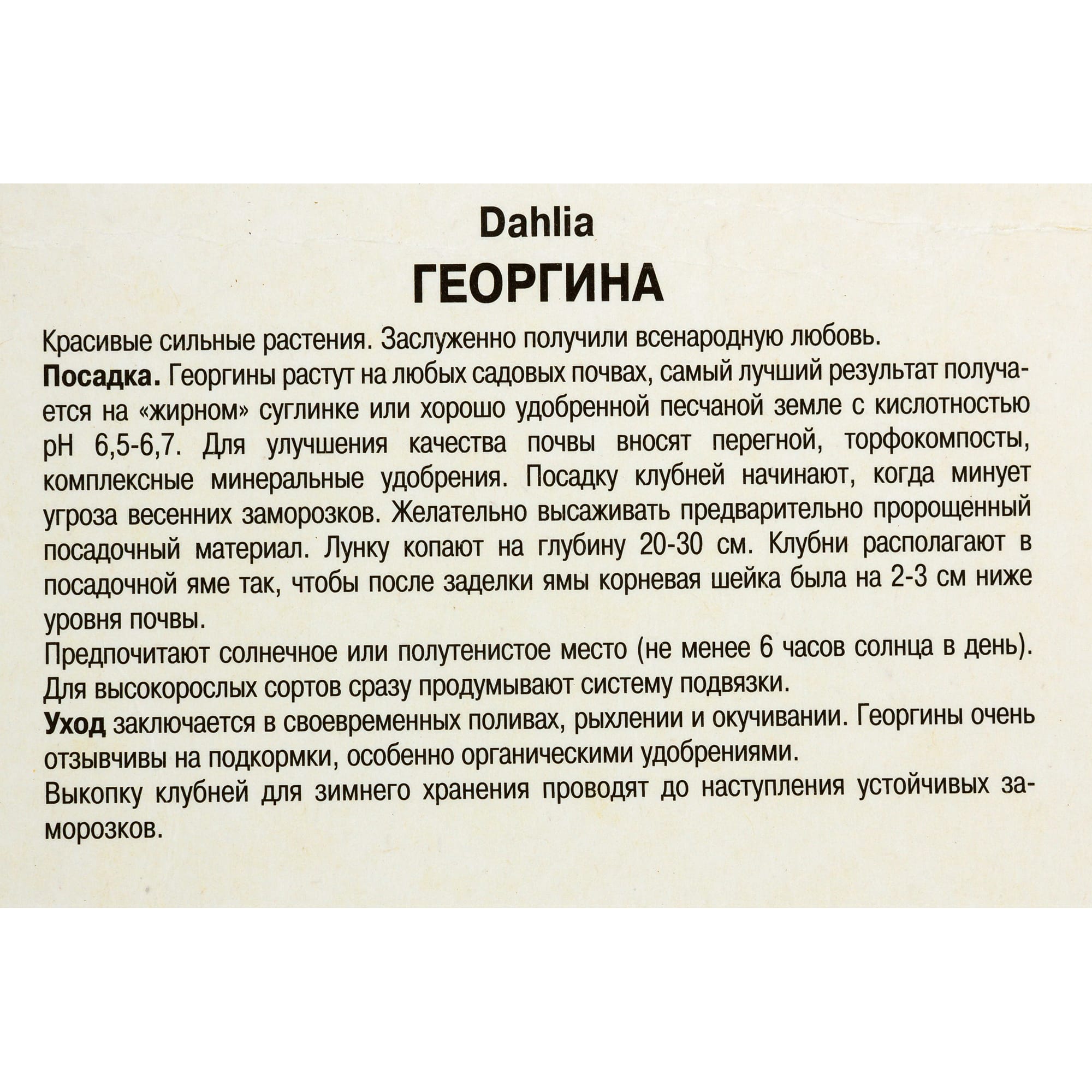 82118673 Георгины помпонные «Голден Септер», 1 шт Santreyd  - Вид №2