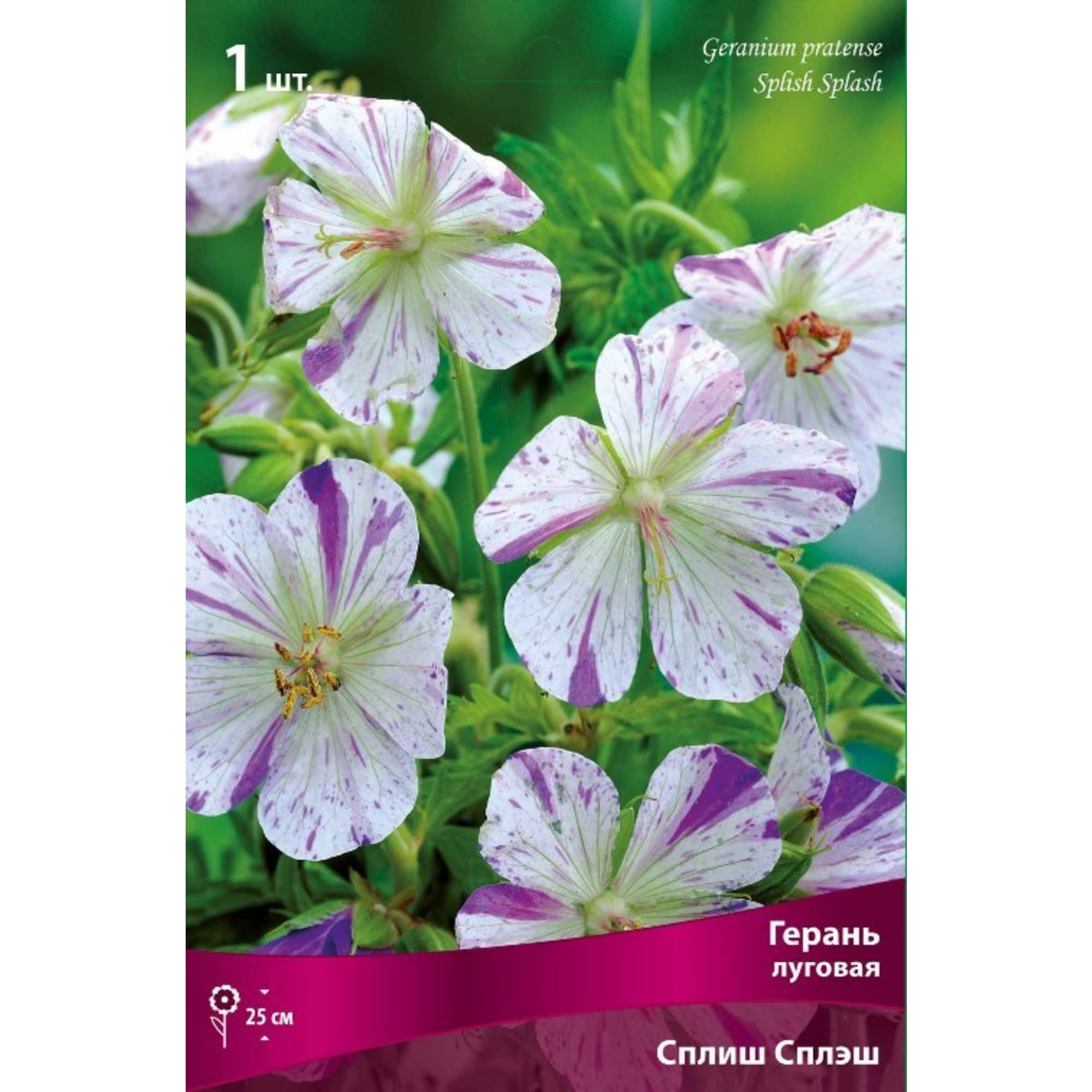 83599255 Герань луговая Сплиш Сплэш луковица I Santreyd 