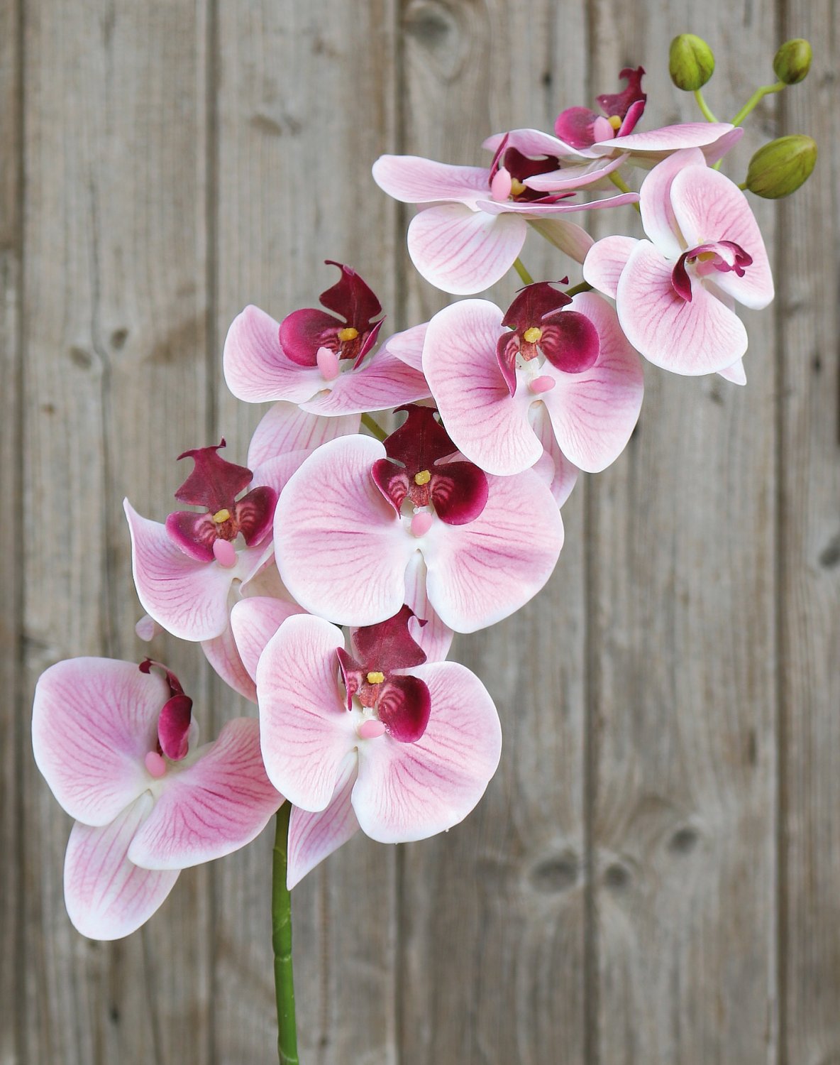 2853 510 a3 Искусственная орхидея Phalaenopsis, 106 см, real touch soft, роза H-andreas  - Вид №1