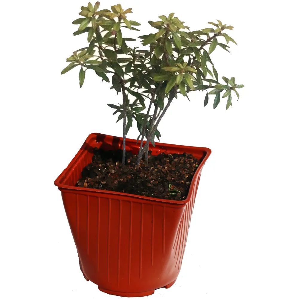 Рододендрон «Импедитум» 15x30 см 82624025 STLM-2161595 Santreyd 