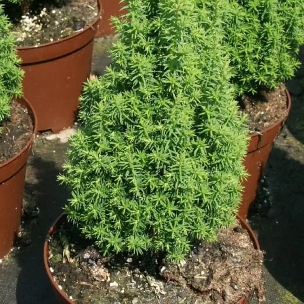 Кипарисовик «Топ Поинт» d9 h35, красный джут Santreyd STLM-2127696