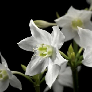 4-259-Madonna Фотообои Komar Vol.15 1.84х2.54 м