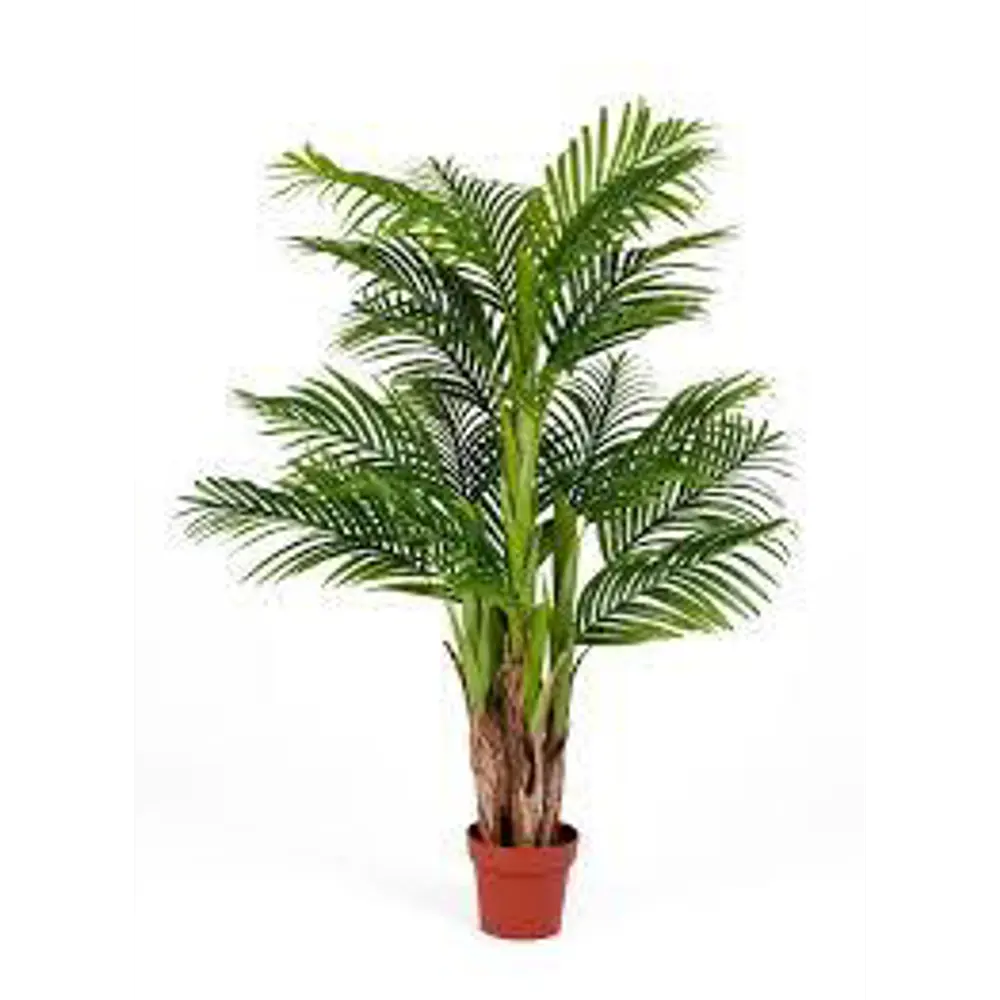 Santreyd Арека - элегантная пальма для современного интерьера 82578914 STLM-0030476 - Вид №1