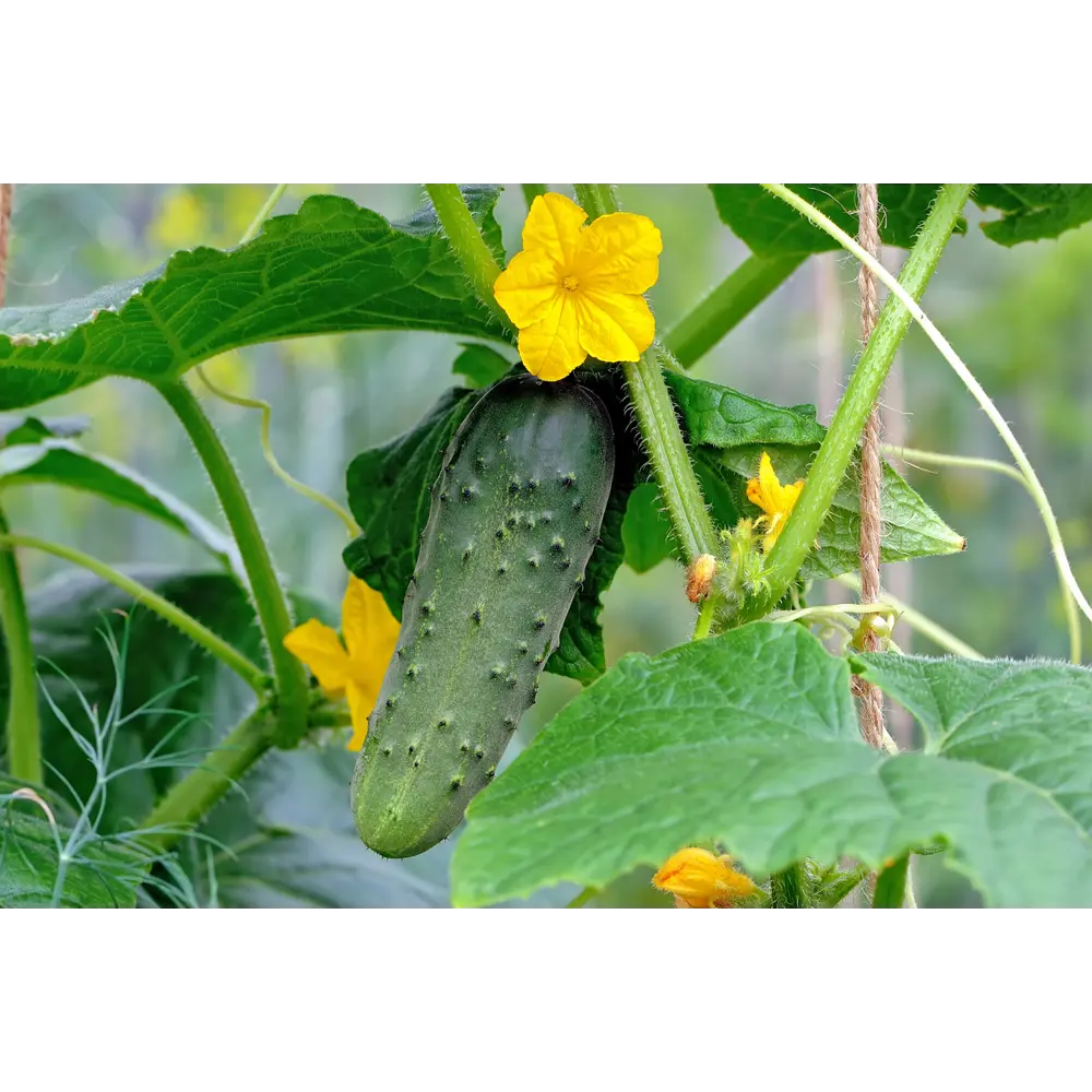 Огурец в кассете, 6 шт Santreyd STLM-2043758