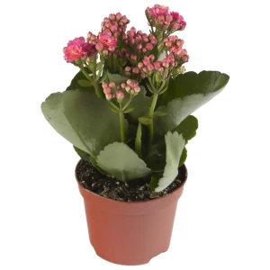 Каланхое микс ø12 h27 см 17699102 STLM-2128482