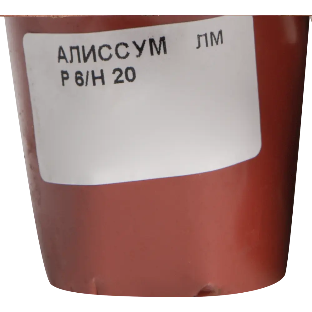 Рассада «Алиссум (лобулярия)», 20x6 см 12713294 STLM-2042205 Santreyd  - Вид №1