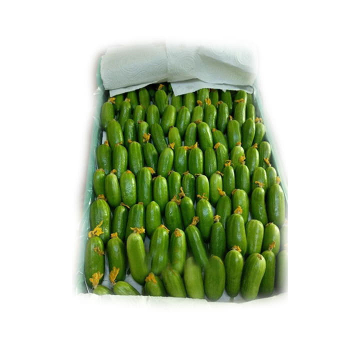 Огурцы бакинские светлые в ящике ~12 кг Santreyd 19506 - Вид №1