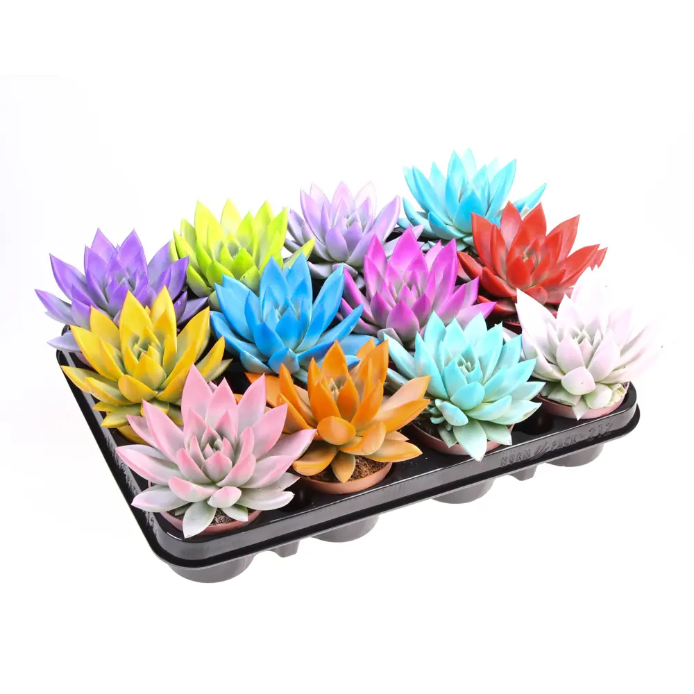 Эхеверия Миранда Рэйнбоу - суккулент для домашнего оазиса 89434635 Santreyd STLM-1580457