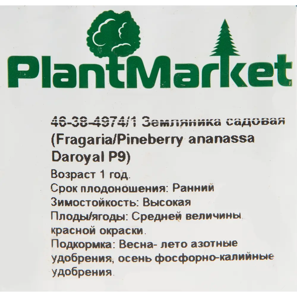 Земляника садовая «Дероял» 9x15 см PLANTMARKET STLM-2002140 - Вид №1