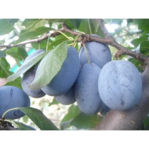 Слива Стенлей ø22 h80 см