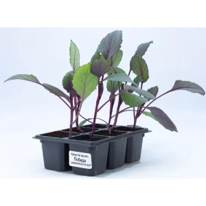 Капуста краснокочанная h15 см