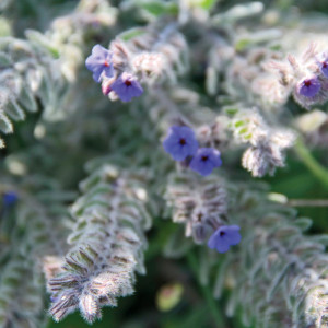 1401/CX38 Картина 1401 Adriani e Rossi