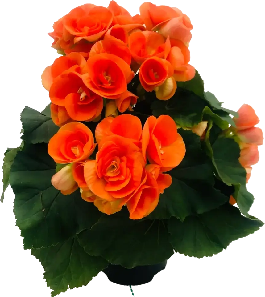 Бегония Элатиор Santreyd — оранжевое цветочное великолепие в горшке 86217139