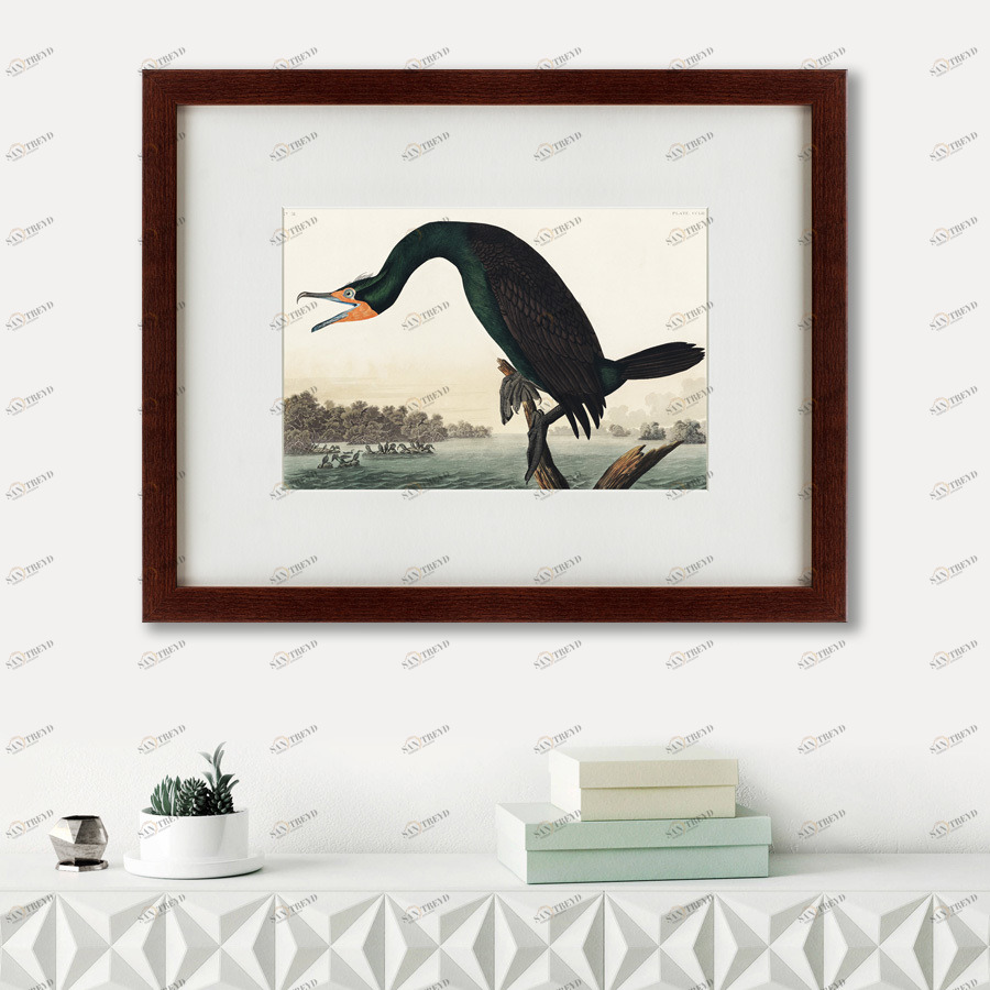 Литография на тонированной бумаге 47х60 см Florida Cormorant, 1835 КАРТИНЫ В КВАРТИРУ  191725 Белый;коричневый;разноцветный 