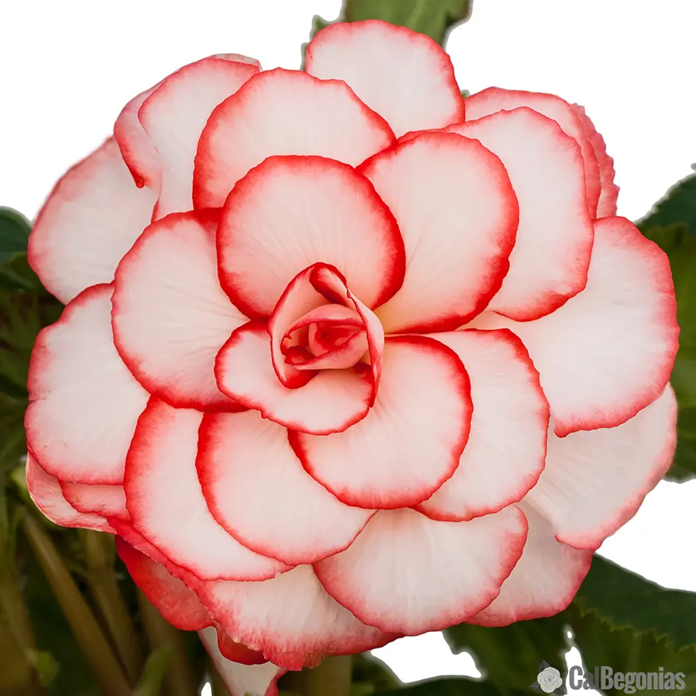Бегония «picotee Red/White», 5х6 см GEOLIA STLM-2141587