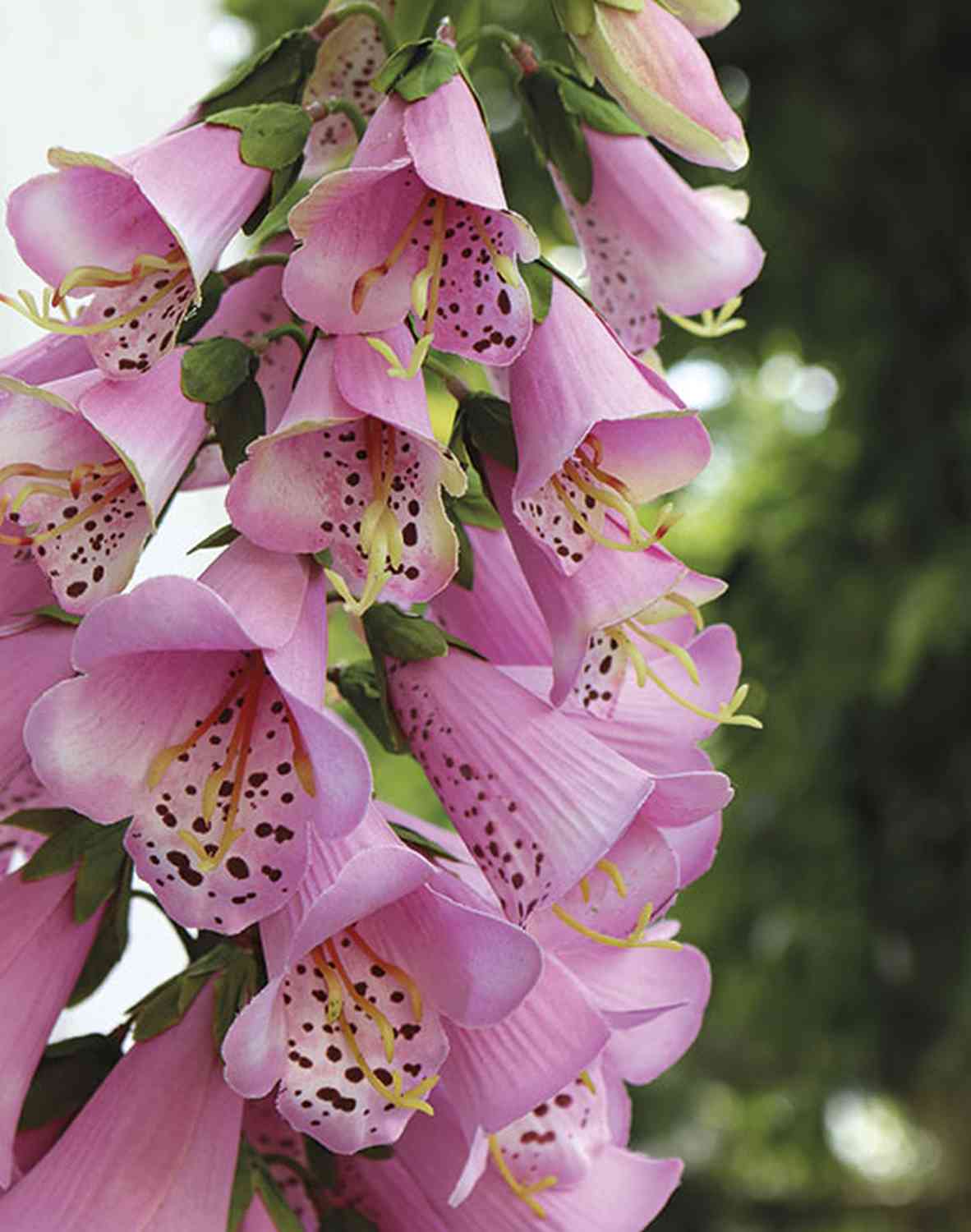 3223 510 a3 Наплечные перчатки искусственные (Digitalis), 127 см, розовые H-andreas  - Вид №1