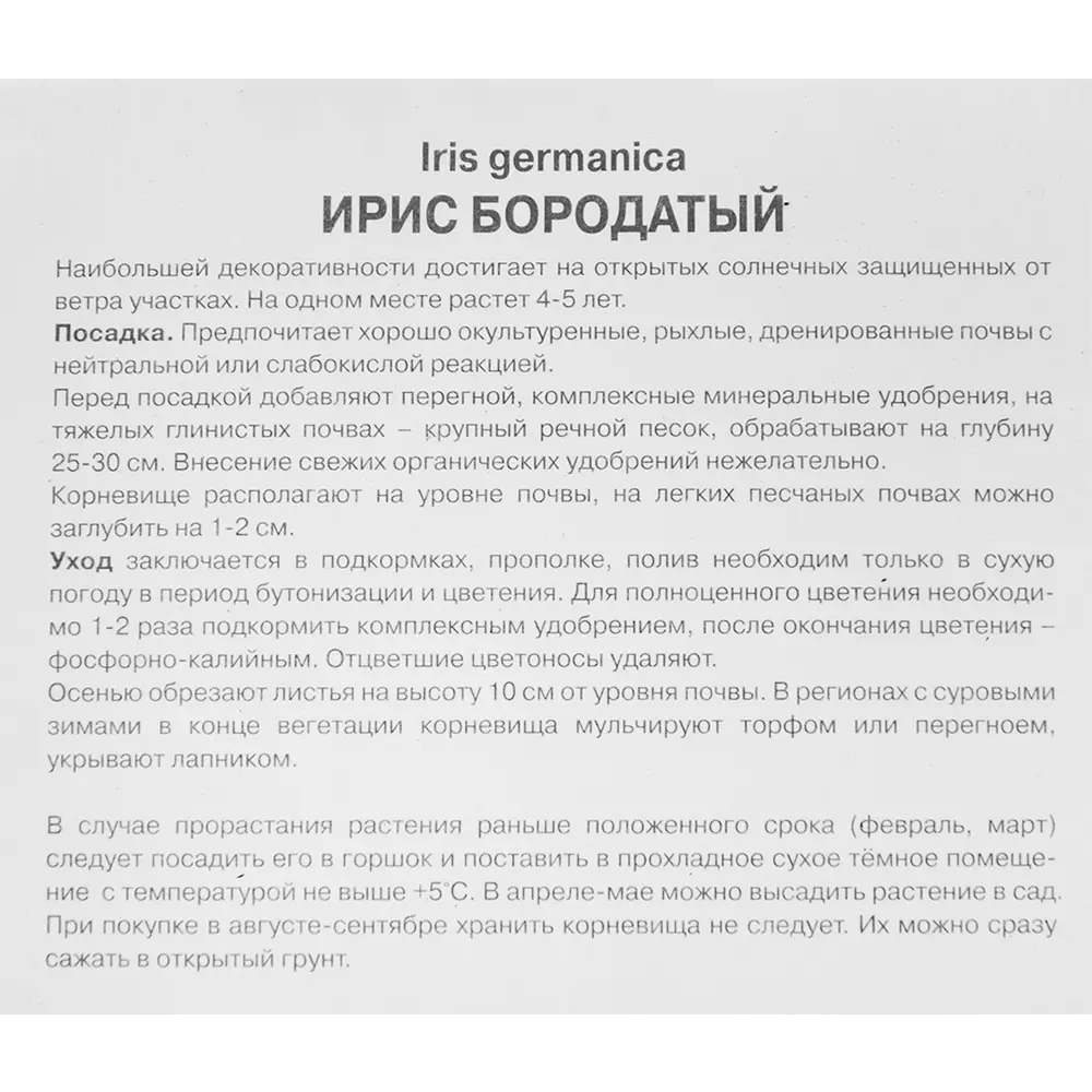 Ирис бородатый Блэк Вотч - корневище фиолетового ириса 86410653 ПОИСК STLM-1573493 - Вид №2