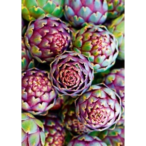 Постер Артишок 21x29.7 см