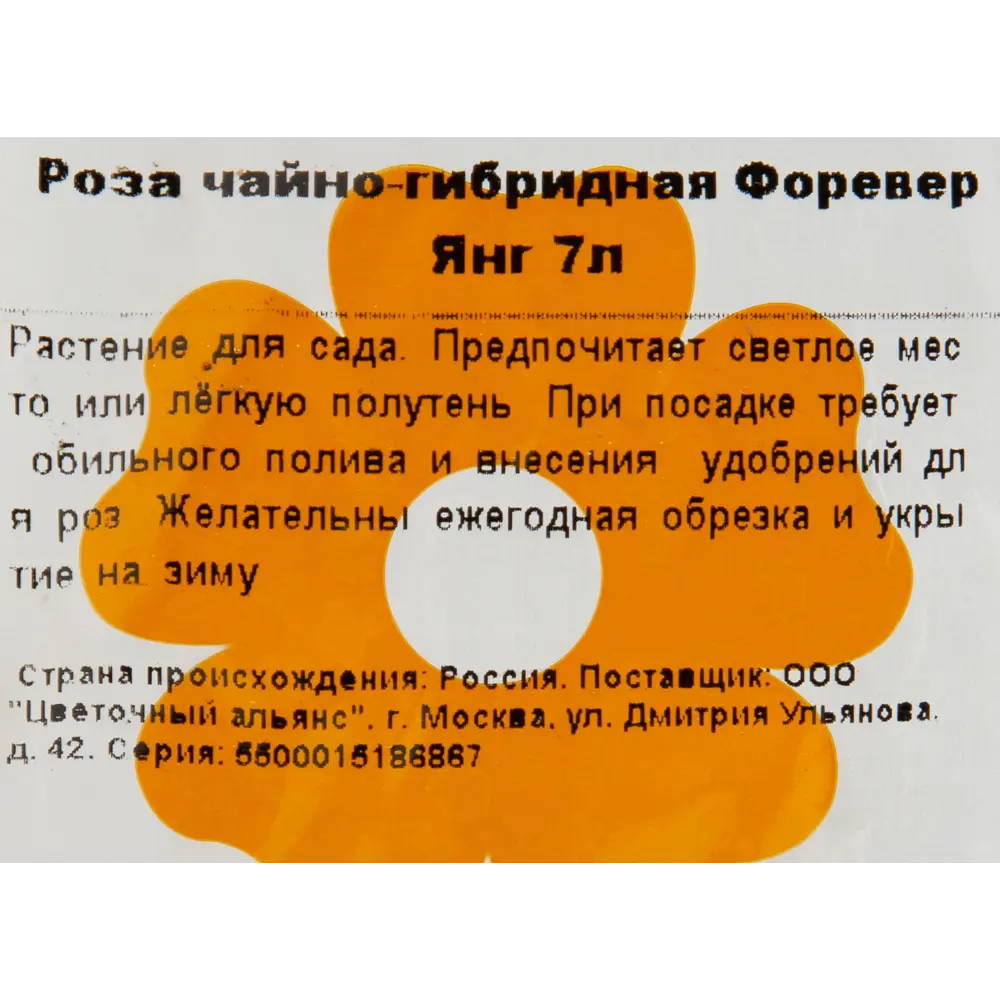Роза чайно-гибридная «Форевер Янг» 23x40 см 82601784 STLM-2106335 Santreyd  - Вид №2