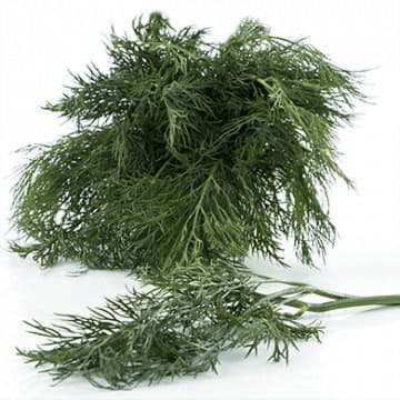 Укроп Santreyd 1866 - Вид №1