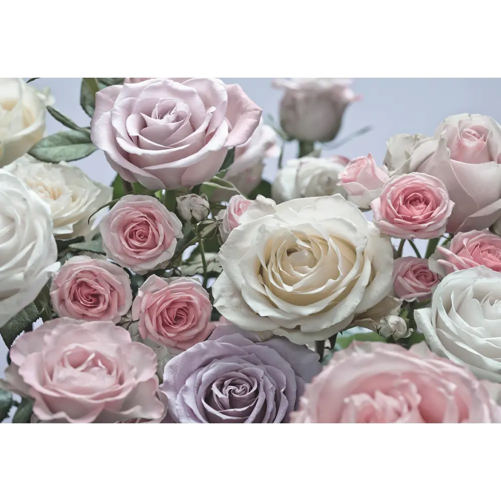 Фотообои бумажные, 368х254 см, Розы Komar STLM-2062661