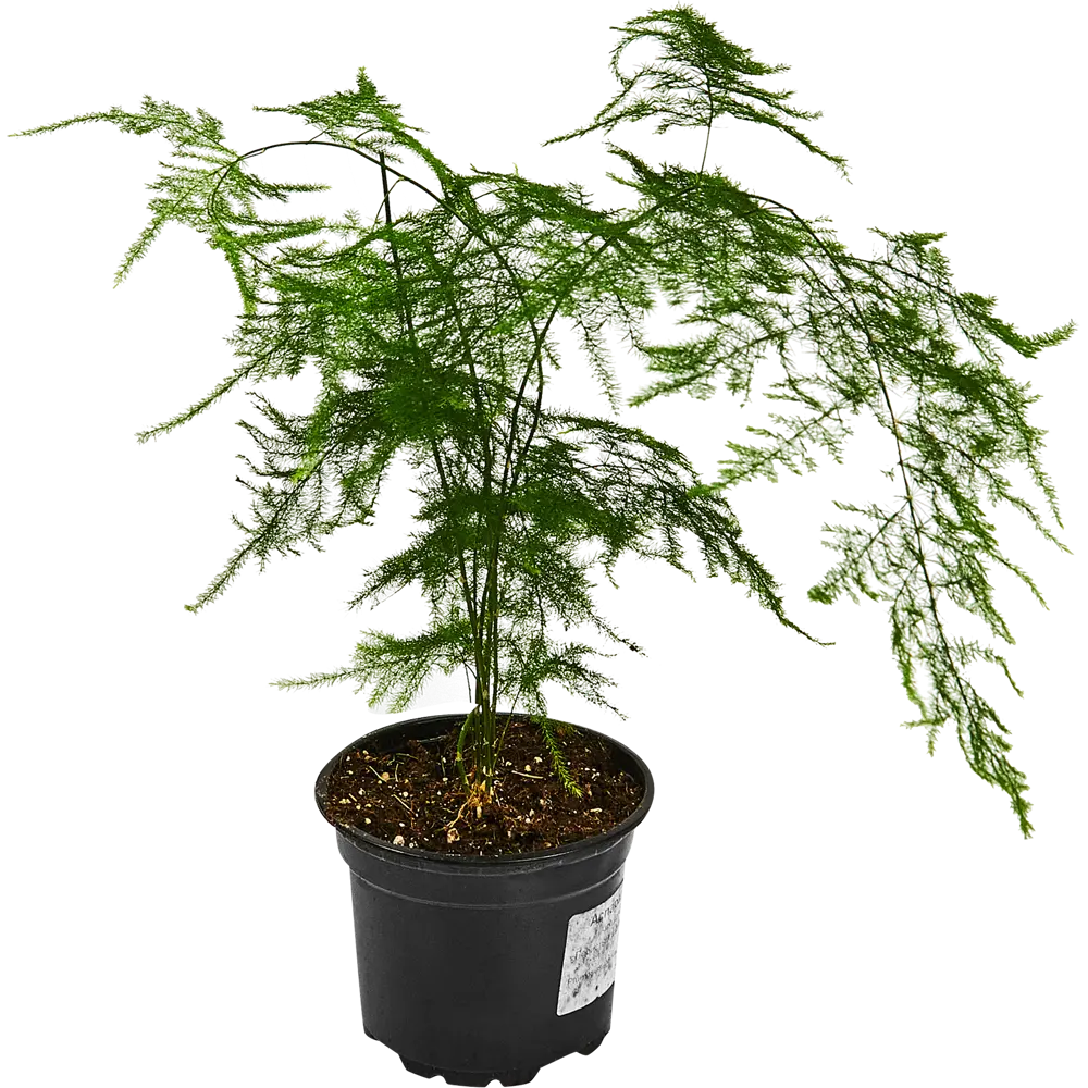 Santreyd Аспарагус перистый — изящный комнатный полукустарник 89338368