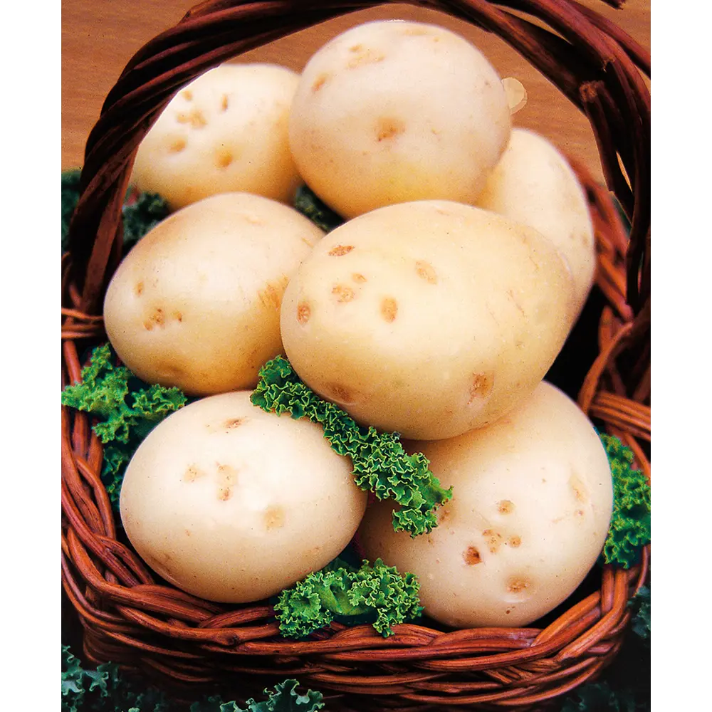 Семена Картофель «Невский» 2 кг Santreyd STLM-2075718 - Вид №1