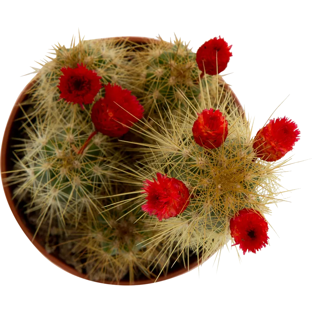 Santreyd: Голландский микс кактусов для современного интерьера 82548639 STLM-0029511 - Вид №1