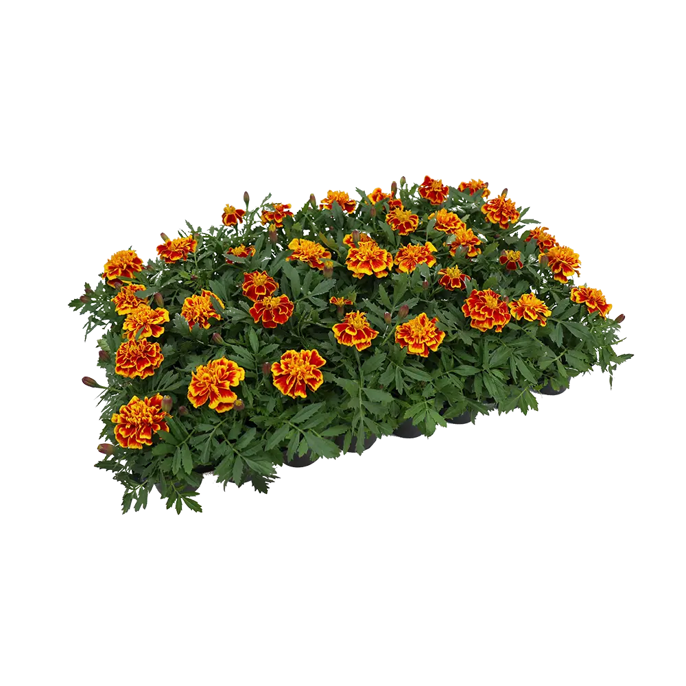 Тагетес Патула 40 шт 82253946 STLM-2102979 Santreyd 