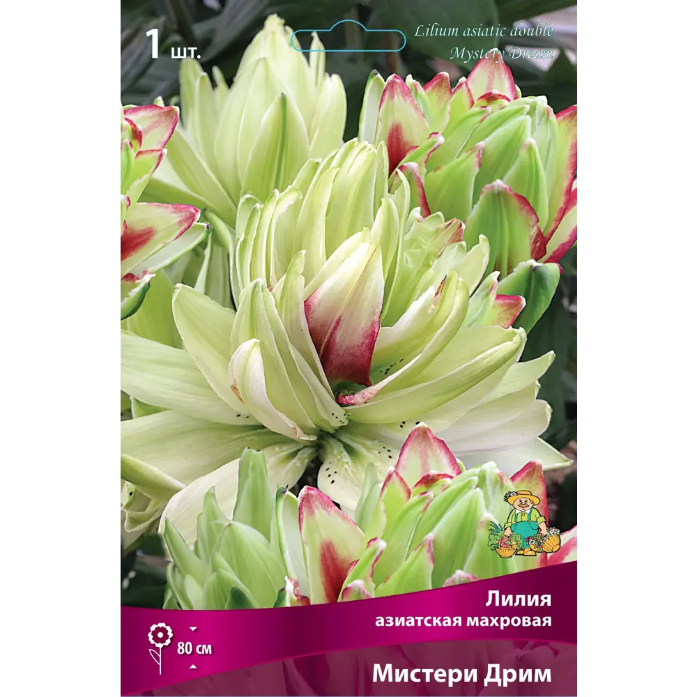 Лилия азиатская махровая Мистери Дрим 86410093 STLM-2025338 ПОИСК 