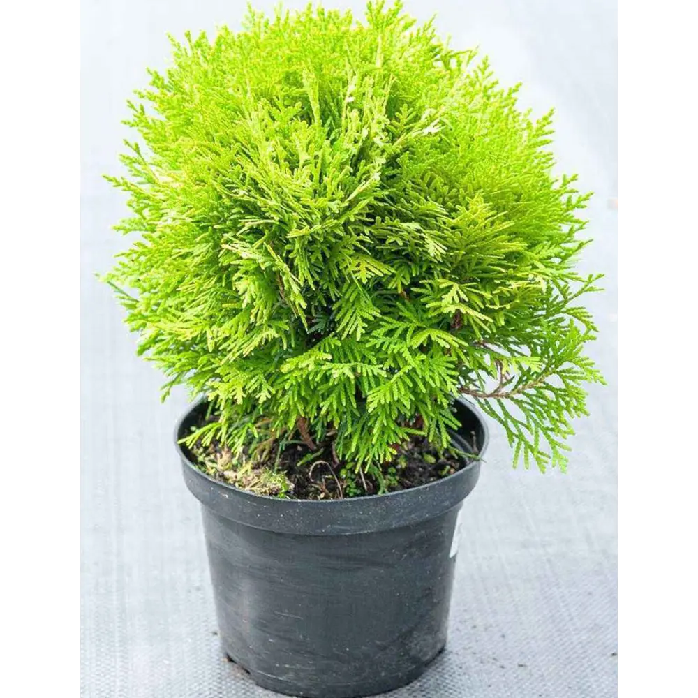 Туя западная Мириям ø14 h30 см 84659519 STLM-2056221 PLANTMARKET 