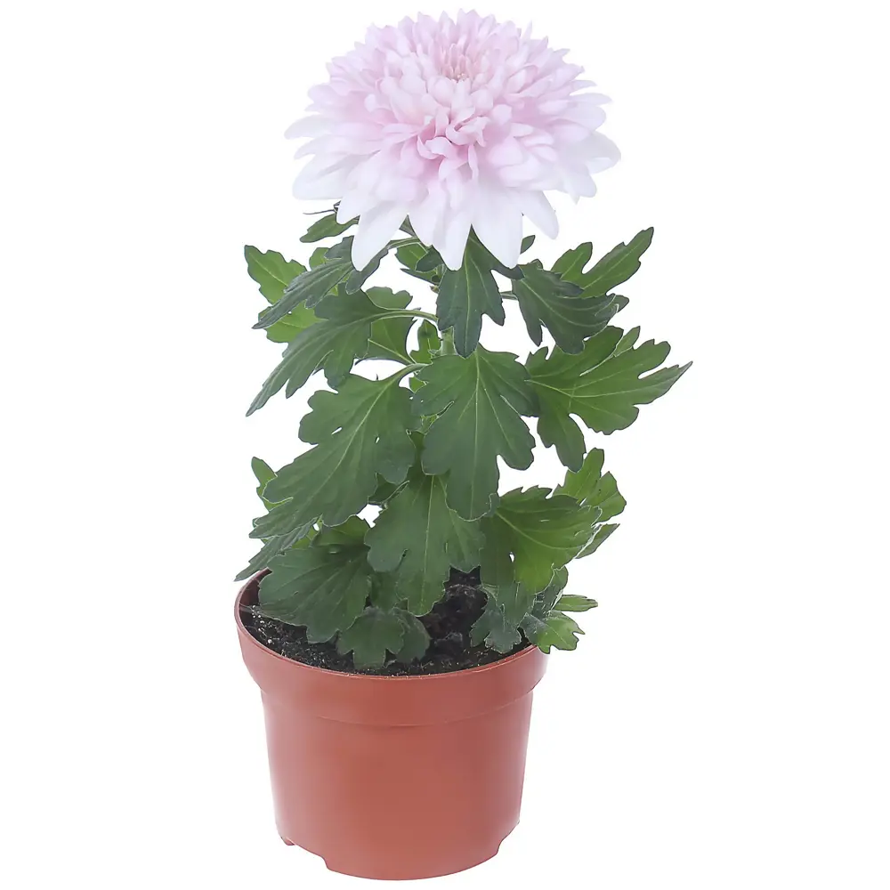 Santreyd Хризантема «Супернова» - многолетнее цветущее чудо 82023610 STLM-0017812